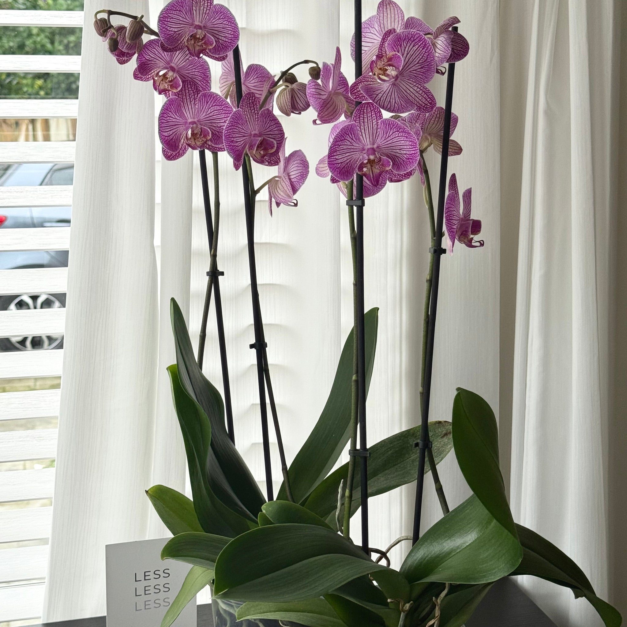 Phalaenopsis Orchid Plant