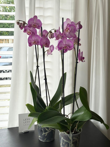 Phalaenopsis Orchid Plant