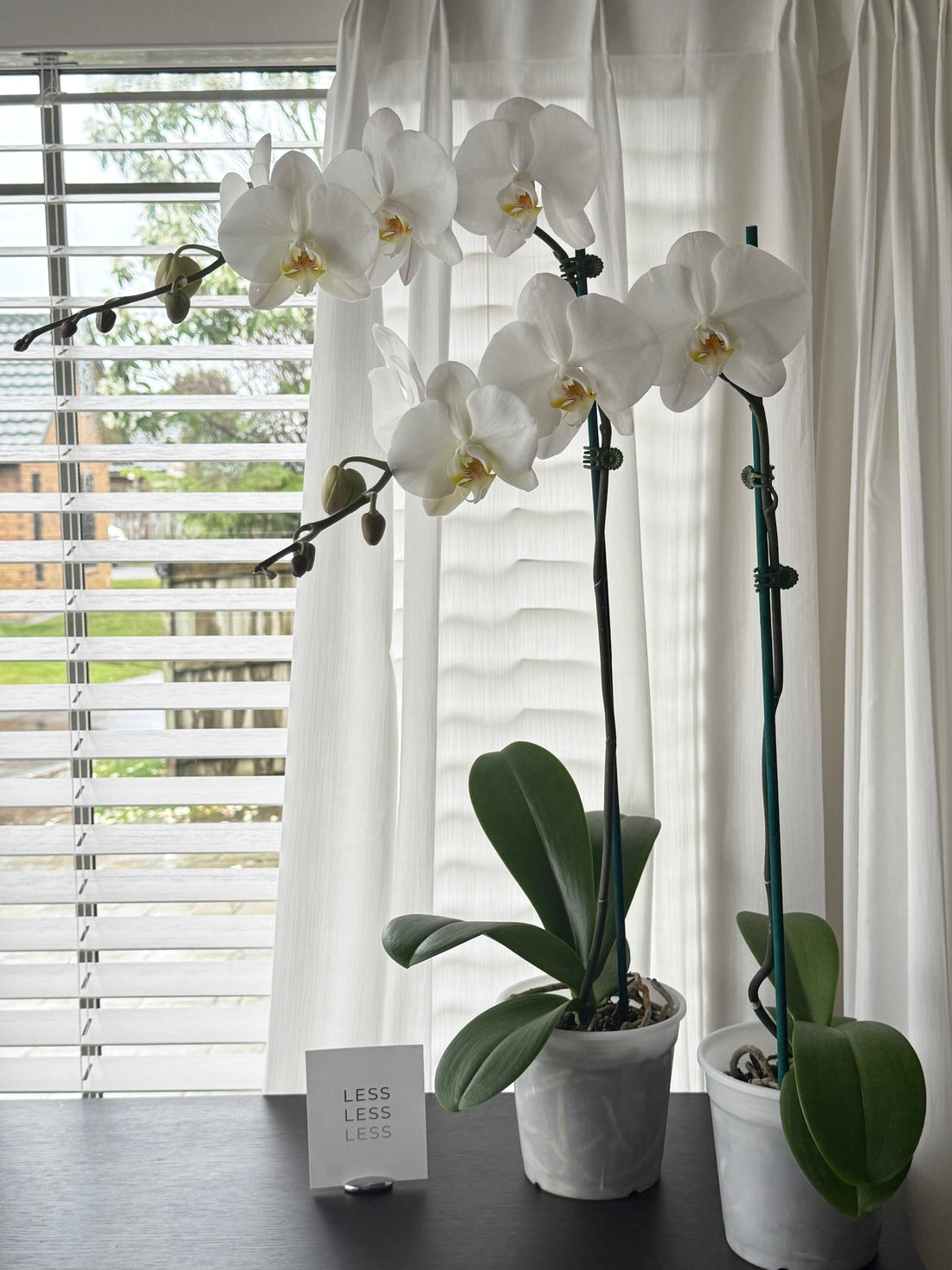 Phalaenopsis Orchid Plant
